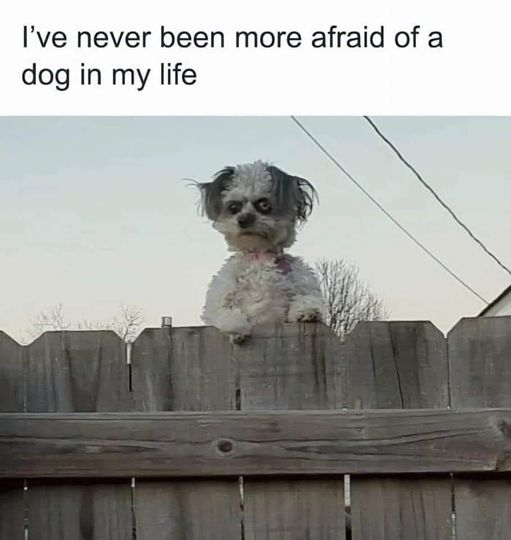 Meme by doge