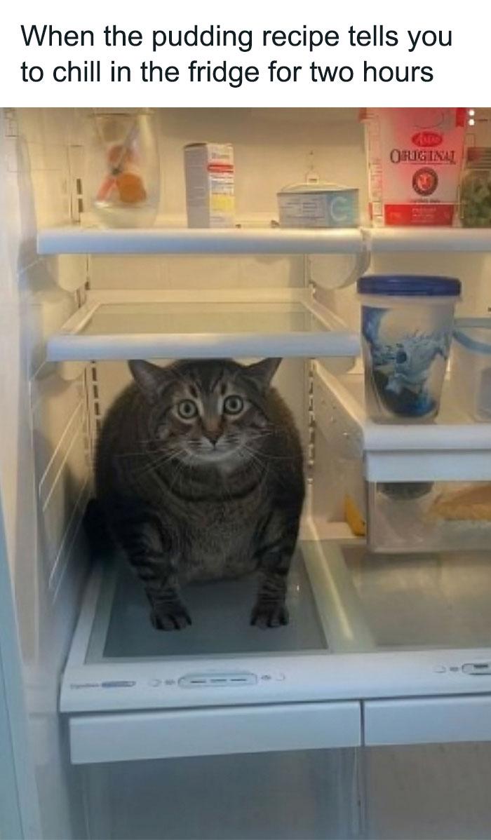 Meme by catsoncatnip