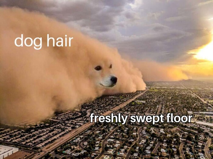 dog hair freshly swept floor