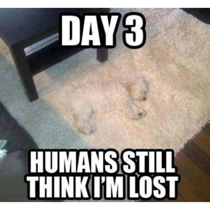 Meme by doge