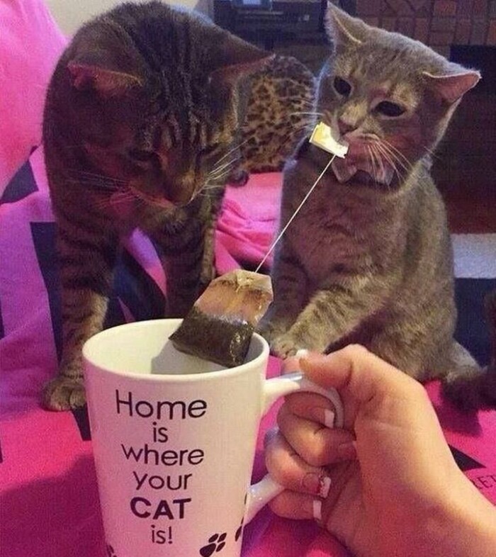 Home is where Your CAT is!