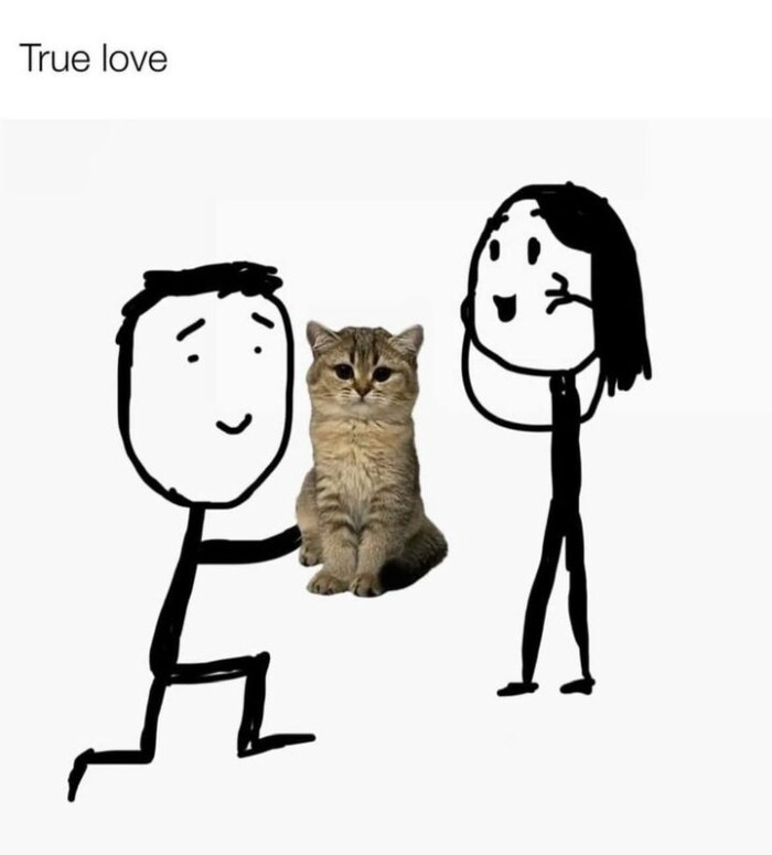 Meme by postyourcats