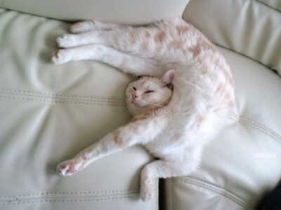 Post Your Cat’s Funniest Sleeping Position