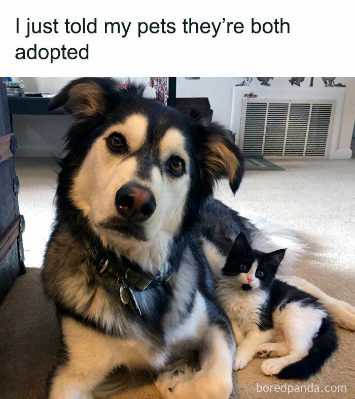 Meme by postyourcats