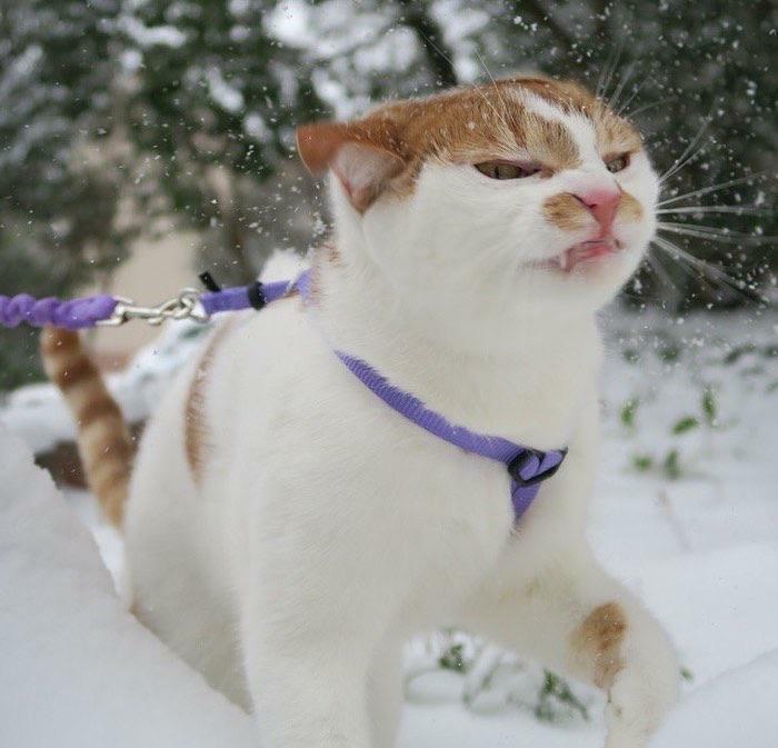Meme by catsoncatnip