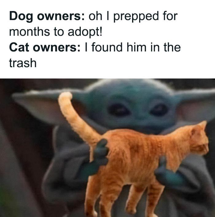 Meme by catsoncatnip
