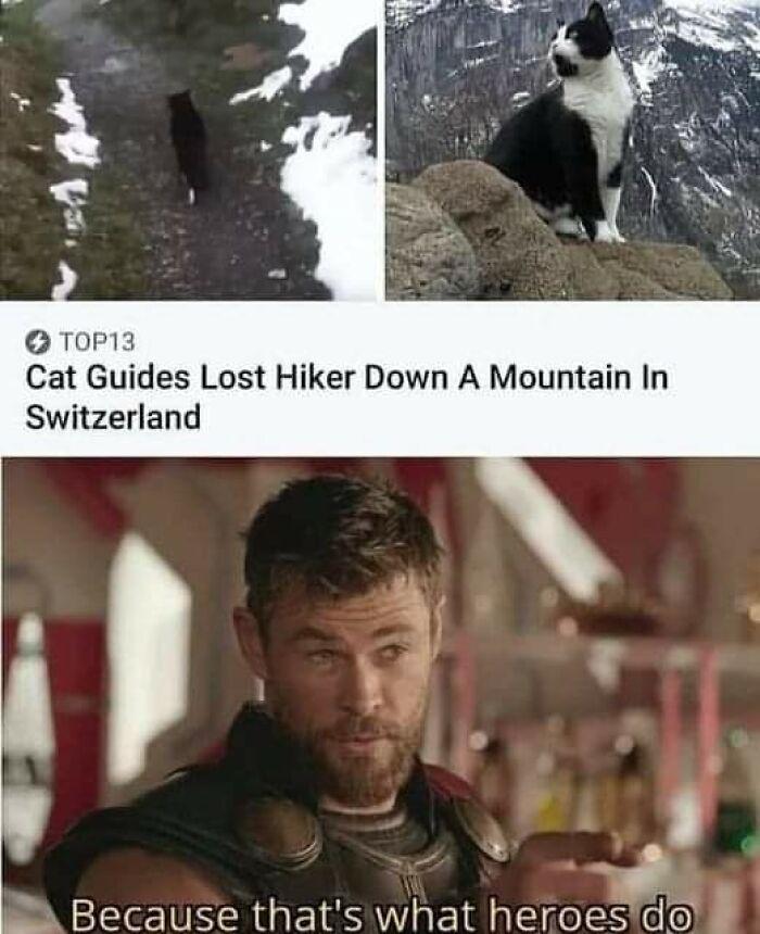 TOP13 Cat Guides Lost Hiker Down A Mountain In Switzerland Because that's what heroes do