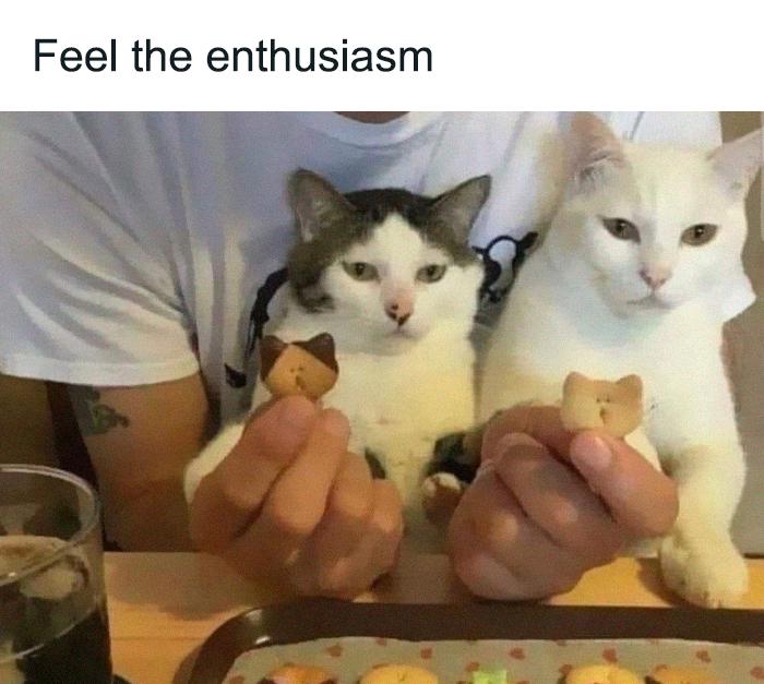 Meme by postyourcats