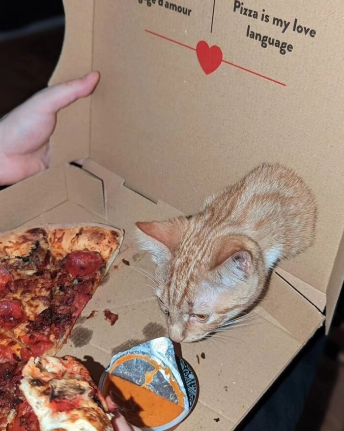 Share Your Cat’s Most Mischievous Moment