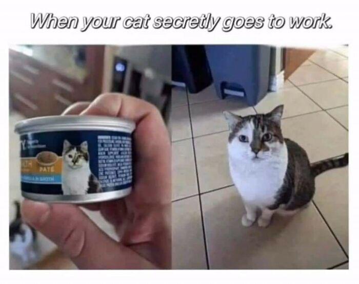Meme by catsoncatnip