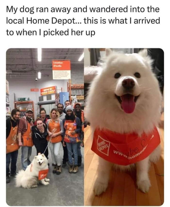 My dog ran away and wandered into the local Home Depot... this is what I arrived to when picked her up Ww om