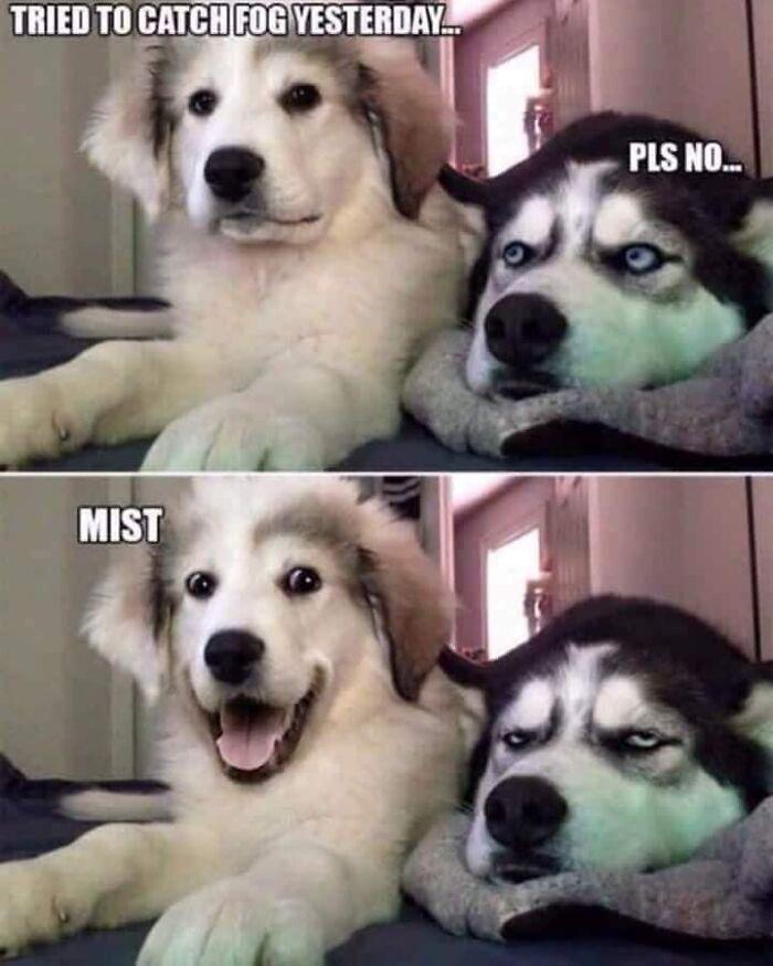 Meme by doge