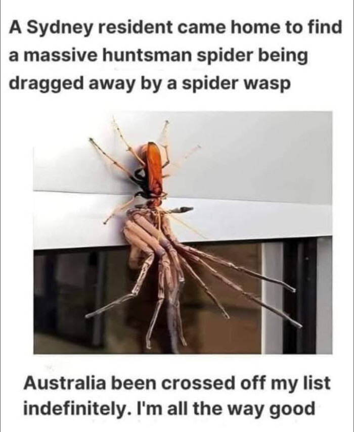 A Sydney resident came home to find a massive huntsman spider being dragged away by wasp Australia been crossed off my list indefinitely. I'm all the way good