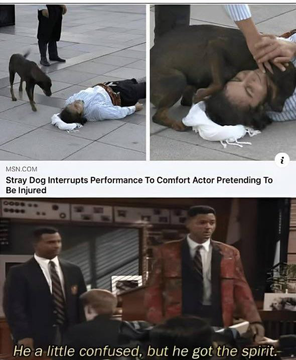 MSN COM Be Injured Stray Dog Interrupts Performance To Comfort Actor Pretending 0GI He a little confused, but he got the spirit.