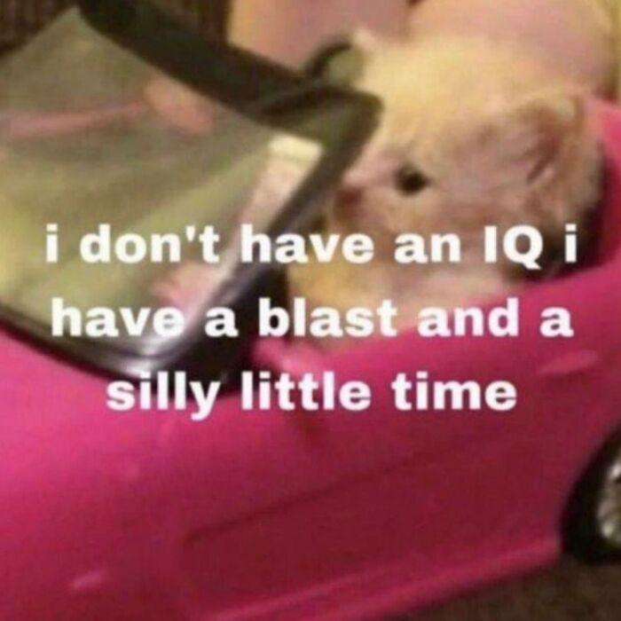 Meme by postyourcats