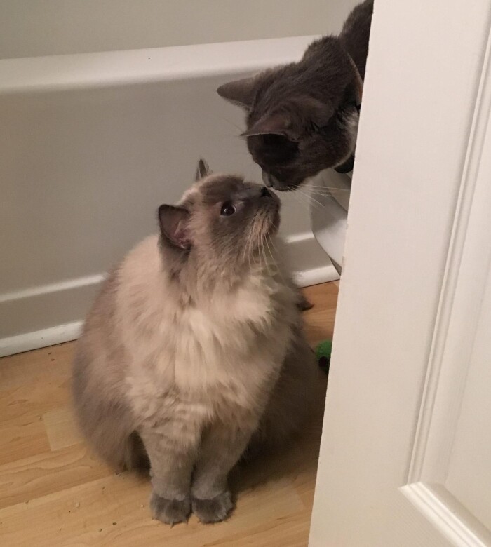 Post a Picture of Your Cat Meeting a New Friend (Animal or Human)