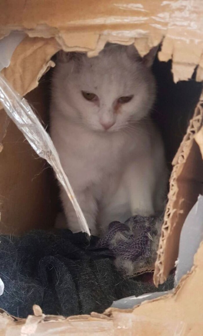 Meme by catsoncatnip
