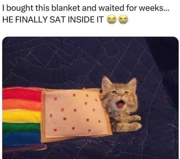 Meme by catsoncatnip