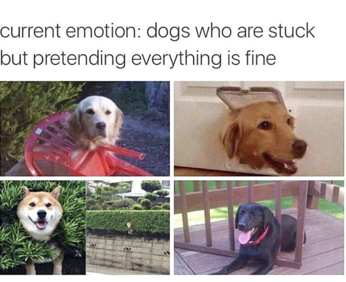 current emotion: dogs who are stuck but pretending everything is fine