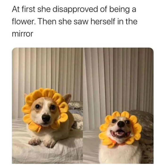 At first she disapproved of being a flower. Then saw herself in the mirror