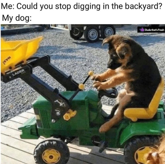 Me: Could you stop digging in the backyard? My dog: b Dude thart Fren