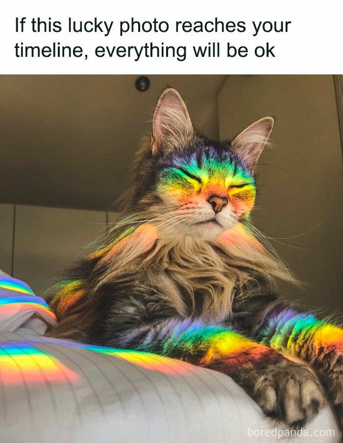 Meme by catsoncatnip
