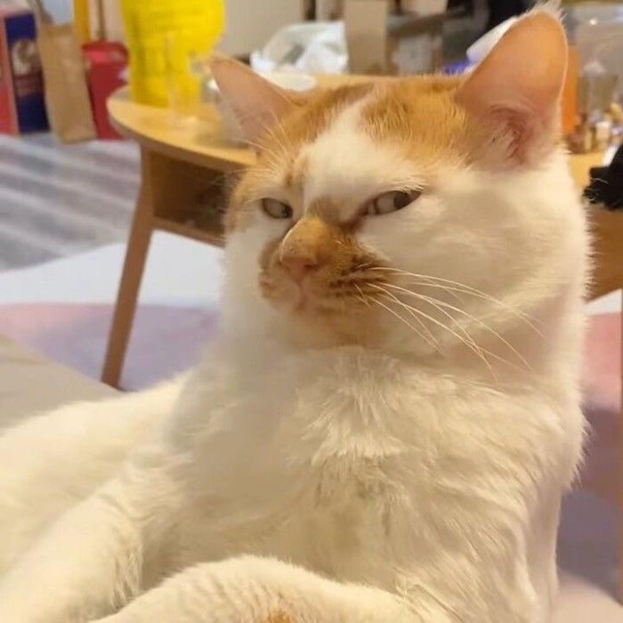 Meme by catsoncatnip