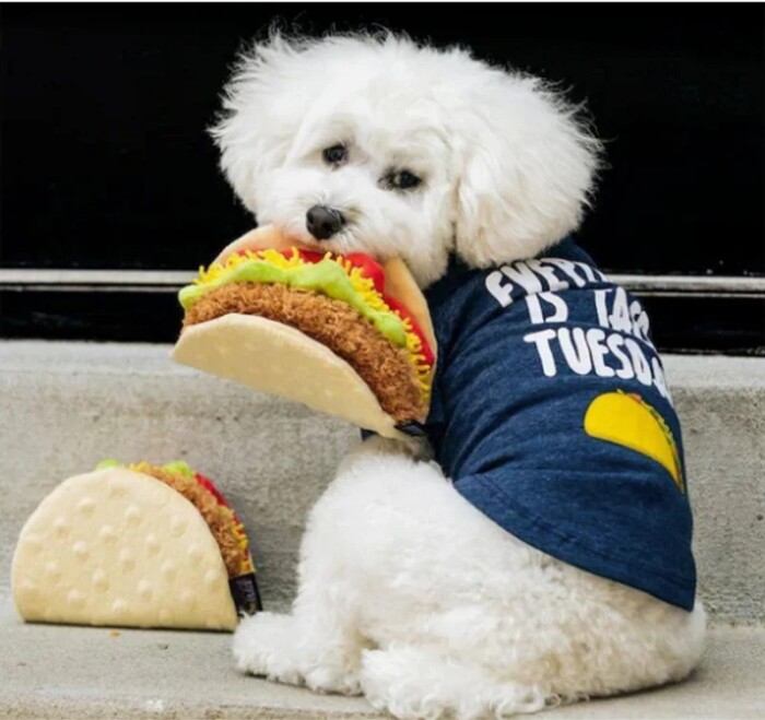 Share the Most Adorable Photo of Your Dog and Their Favorite Toy