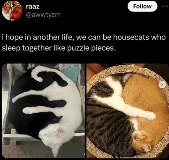 Meme by postyourcats