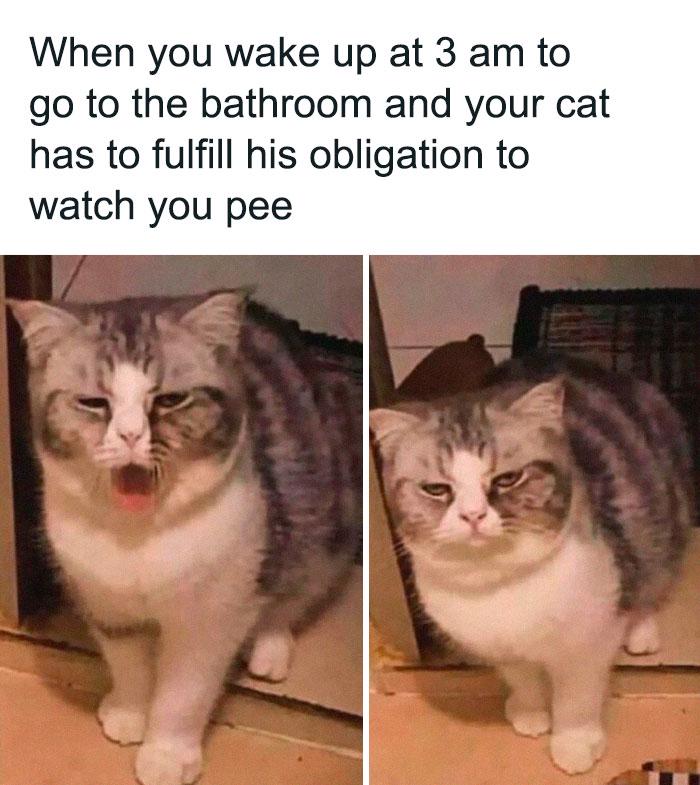 Meme by catsoncatnip