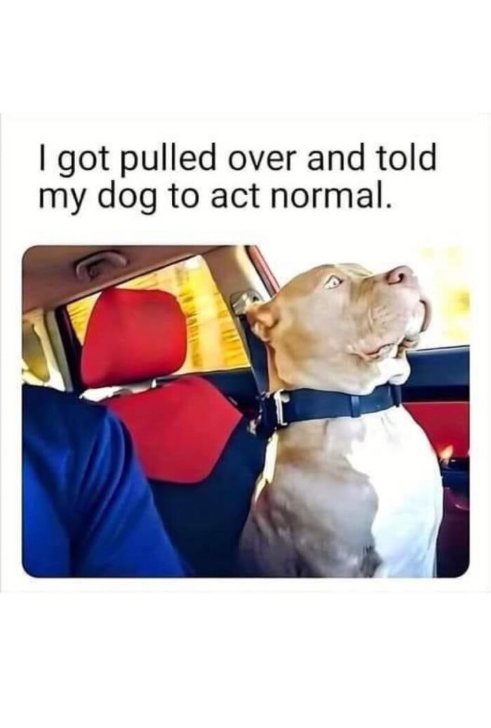 I got pulled over and told my dog to act normal.