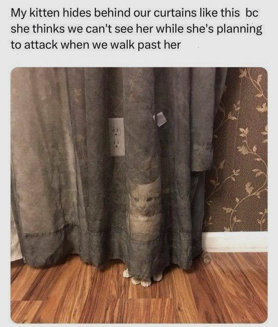 Meme by catsoncatnip