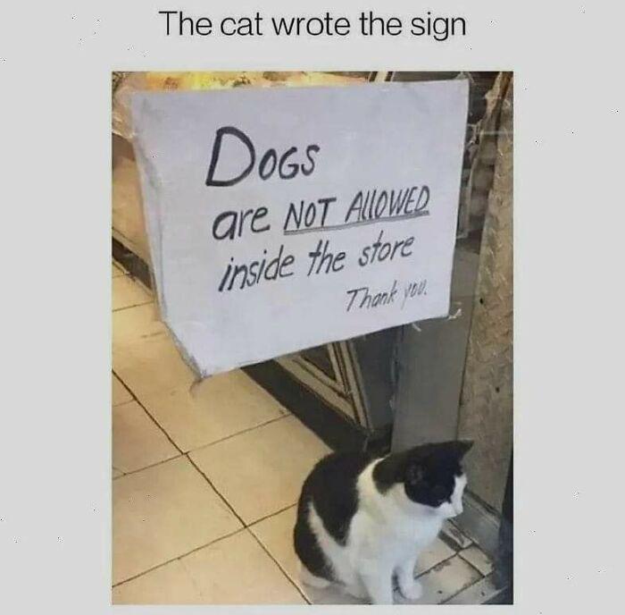 Meme by postyourcats