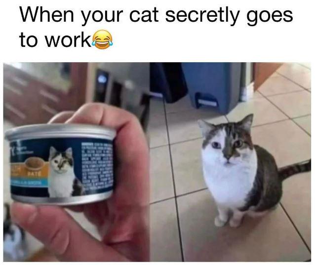 When your cat secretly goes to works