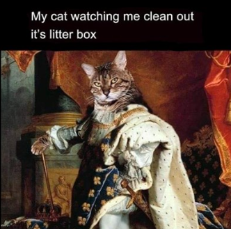 Meme by catsoncatnip