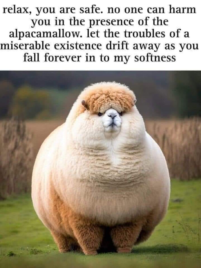 relax, you are safe. no one can harm in the presence of alpacamallow. let troubles a miserable existence drift away as fall forever to my softness