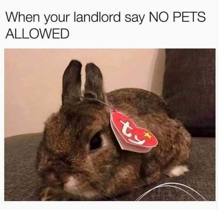 When your landlord say NO PETS ALLOWED