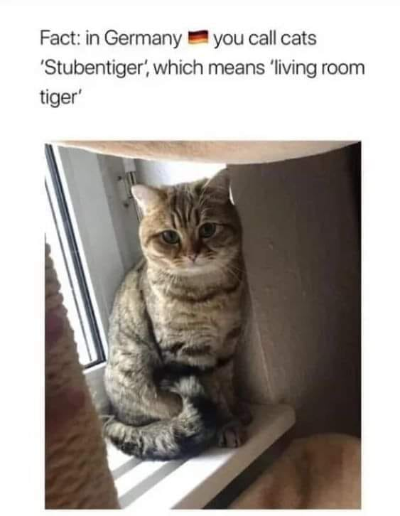 Meme by postyourcats