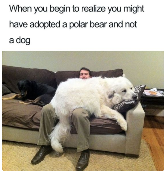 Meme by doge