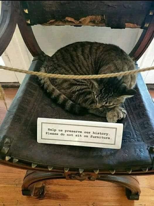 Meme by postyourcats