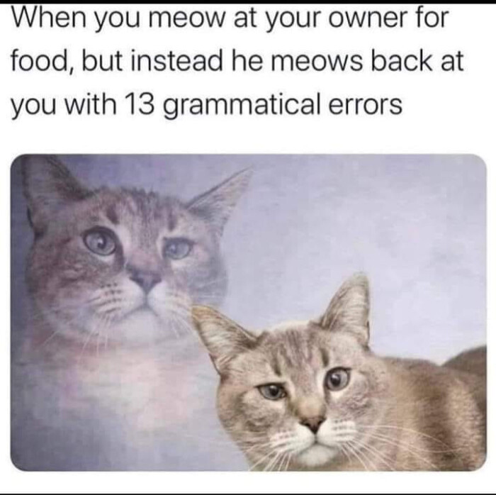 When you meow at your owner for food, but instead he meows back with 13 grammatical errors