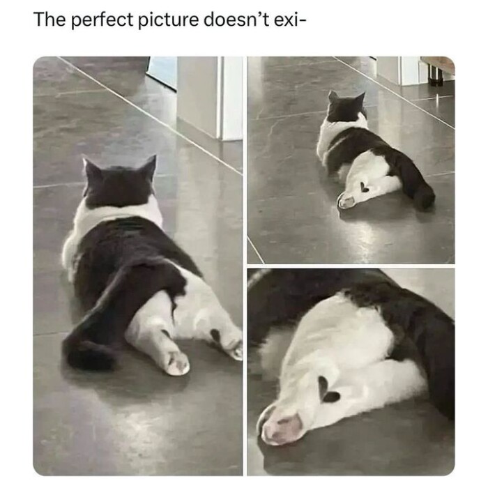 Meme by postyourcats