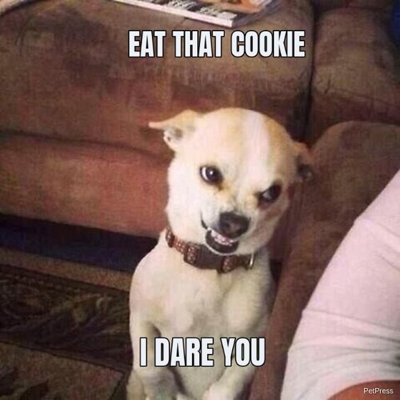 Meme by wholesomedoggos