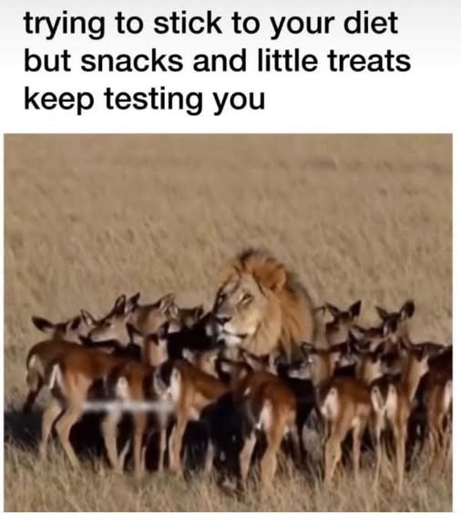 trying to stick your diet but snacks and little treats keep testing you