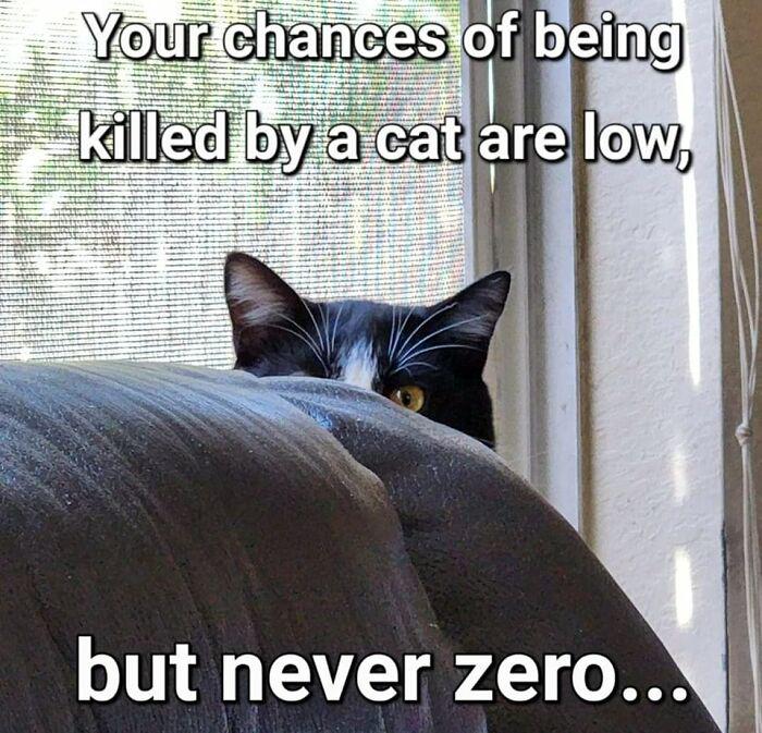 Meme by catsoncatnip