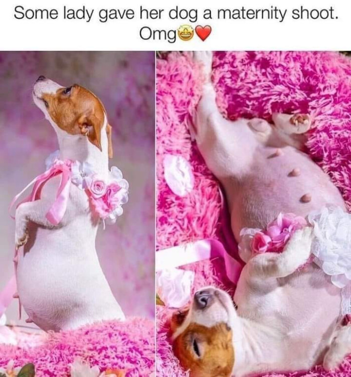 Some lady gave her dog a maternity shoot. Omgie
