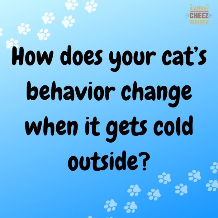 PANHAS CHEEZ How does your cat's behavior change when it gets cold outside?