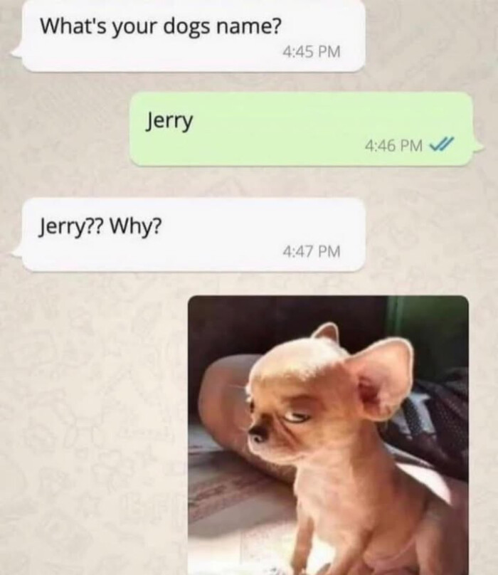 What's your dogs name? 4:45 PM Jerry 4:46 V/ Jerry?? Why? 4:47
