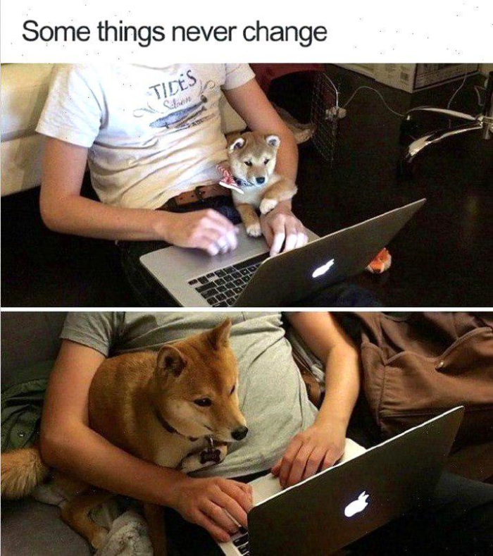 Meme by wholesomedoggos