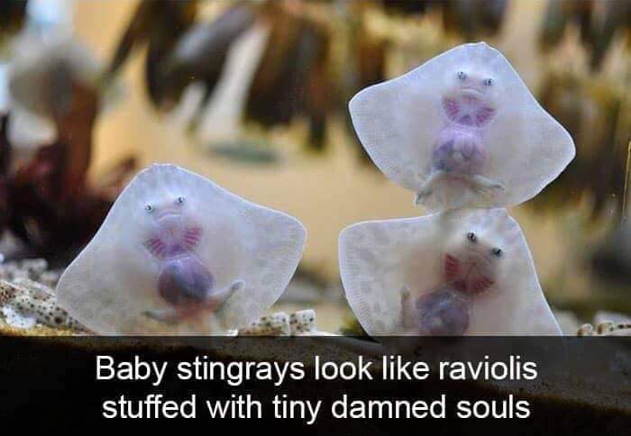Baby stingrays look like raviolis stuffed with tiny souls